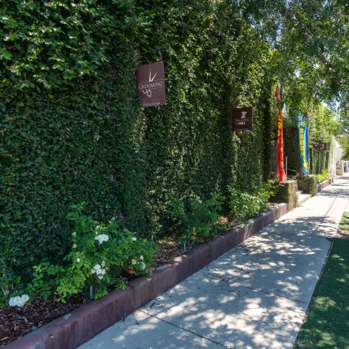 Sidewalk surrounded by greenery